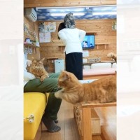 『情報量多すぎ』猫カフェにカップルが来店した日の様子が…→笑撃の光景が713万表示「脳が処理しきれなかったｗ」「トレーニング中？ｗ」