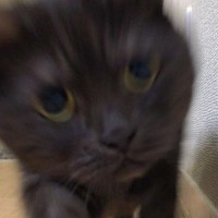 『あっ…もう逃げられない…』猛スピードで突っ込んでくる猫に"大爆笑"119万表示「戦闘始まりそうで笑った」「躍動感すごい」と話題に