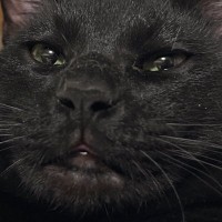 たまになんやけど、黒猫の表情が……→『衝撃的すぎる顔つき』に大爆笑！324万表示「猫に見えないｗ」「か、かわいいよ」とSNSで話題に