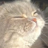 飼い主が窓を開けた瞬間、駆け寄ってきた猫→『表情』を見てみると…思わず"癒される光景"が562万表示「見ているだけで癒される」「ステキ」