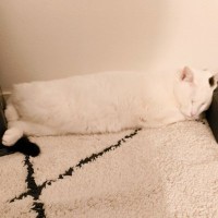 『ほんとに猫？』やや狭めの場所で寝ている猫を見てみたら…まさかの光景が12万5000表示「おしぼりみたい」「テトリスの横棒」