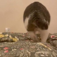 新しい布団を出したら、猫が…予想外の『軽快なステップ』に爆笑の声続々「おもろ可愛いフミフミｗ」「リズミカルで笑った」と42万表示の反響