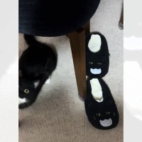 スリッパが3足かと思ったら……まさかの『完璧に擬態した猫の姿』が凄すぎると398万表示「うっかり履いちゃいそう」「真似てるｗ」