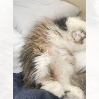 寝ている猫の手を見てみたら…まさかの『綺麗すぎる形』が素敵だと39万表示の反響「思ってた以上にｗ」「帽子かと思ったｗ」の声