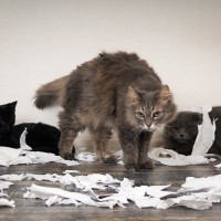 遊んでいてつい…猫が『紙』を食べちゃった！起こり得る症状や対処法を紹介