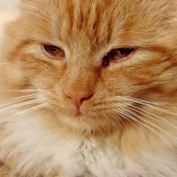 猫も『目が充血』することがある？考えられる4つの原因　どこが赤いかにより違う？