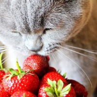 旬の果物『いちご』愛猫が盗み食いしちゃった！猫への影響を解説