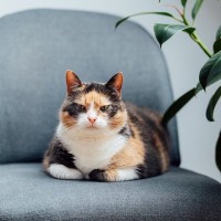 猫と人で共通する『老化現象』4選　シミや白髪…なんとなく親近感を覚えるシニアのサイン