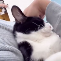 パパが猫達と添い寝してたら『ママ』が入室して…『幸せから一転』な光景が7.6万再生「ママが居なかったからｗ」「めっちゃ笑える」爆笑の声