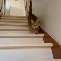 ママが『上の階にいる元野良猫』を呼んだ結果…まさかの可愛すぎる『鳴き声』が12万再生の反響「嬉しすぎて思わず」「たまらん」