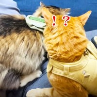パパの膝に乗りたい弟猫→先客の『兄猫』が邪魔で…大胆すぎる『割り込み戦法』が6.7万再生「大爆笑しましたｗ」「ヒップアタックｗ」の声