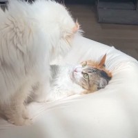 通称『人をダメにするソファー』を置いてみたら、猫たちが…予想外の『とんでもない展開』に「腹抱えて笑ったｗ」「思わず声がでた」の声