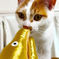 猫に不人気な『ウツボのおもちゃ』→ママが遊んでもらおうと『プレゼン』したら…予想外の可愛すぎる結末に「ウツボさん…」「宣伝効果あったｗ」