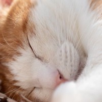 猫が『いびきをかく』のはどんなとき？3つの原因と、トラブルが隠れているときの特徴