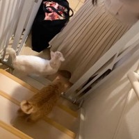 猫と『触れ合ったことのない友人』が泊まりに来た結果…まさかの『微笑ましい光景』が21万再生「ほっこりした」「抱っこの仕方がｗ」の声