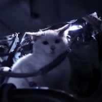 『後ろ足が麻痺した子猫』をエンジンルームから救出して…『1ヵ月間の軌跡』に感動する人続出「情熱に感動」「奇跡は起きます」と11万再生