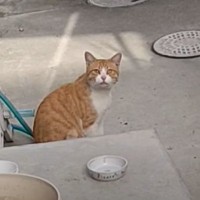 突然庭に現れ鳴きつづける野良猫→『保護しましょうか？』と声をかけた結果…まさかすぎる展開に反響続々「幸せになって」「全てが可愛い」