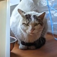 『ボロボロの野良猫』がお家に迎えられて半年後→赤ちゃんが生まれて…感動の軌跡に涙する人続出「優しい世界すぎて涙」「素晴らしい話」