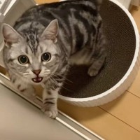 大好きなママが帰宅した次の瞬間、猫が…まさかの『熱烈すぎるお出迎え姿』が131万再生「ママって言ってる」「すっ飛んで帰りたくなるやつ」