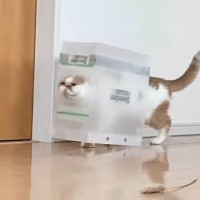 紙袋を着るのが好きな猫→おしゃれすぎる姿と『まさかの笑える行動』に11万いいね「流れるような一連の動作ｗ」「当然の如く着こなすｗ」