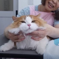 超美形の長毛猫をプロがカットした結果…あまりにも可愛い『仕上がり』に絶賛の声「可愛すぎて笑う」「うちの子もやってもらいたい」と13万再生
