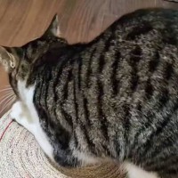 猫の爪とぎ『いらなくなったダンボール』で作れます→工程を紹介したら…立派な完成品に「アイデアが凄くいい」「挑戦してみます」と絶賛の声続出