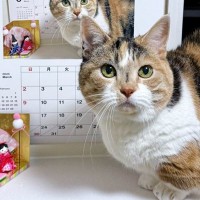 毎年カレンダーの前で『猫を撮影し続けた』結果…『素敵すぎるアイデア』に絶賛の声続出！761万表示「発想が凄い」「撮るのが楽しみだね」