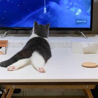 『後ろ足を伸ばしてテレビを見る赤ちゃん猫』が、１年後……まさかの光景が素敵すぎると425万表示「世界遺産級」「デカくなってる」