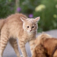 オラオラオラ！愛猫が『やんのかステップ』をする4つの理由　見かけたときの対処法も