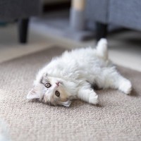 愛猫があなたの『そばにやってきてゴロンと寝転ぶ』3つのワケ　全身で訴えていることとは？