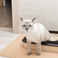 地味に世話が焼ける『猫砂の飛び散り』問題…手間を軽くする3つのアイデア