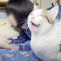 娘が寝ようとすると、ベッドの上に猫がやって来て…まさかの『羨ましすぎる光景』が147万再生「なんて光栄なんだ…」「モテモテだねｗ」