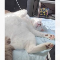 熟睡している猫の『名前を呼んでみた』結果…予想外すぎる『まさかの反応』が83万再生「愛情が溢れてる」「言葉にできないほど可愛い」