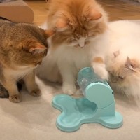 猫たちに『知育おもちゃ』をあげてみた結果…個性爆発しすぎな『それぞれの反応』に爆笑する人続出「何度も声出して笑った」「破壊しないでｗ」