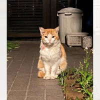 過酷な野良生活を過ごし『傷を負った猫』をお家に迎えた結果…想像を超える『ビフォーアフター』に涙する人続出「本当に良かった」「愛を感じる」