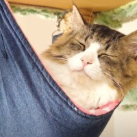 元ボス猫を『ハンモック』の上に移動させてみたら…頬が緩む『とんでもなく尊い光景』に「泣けてくる」「なんて可愛い寝顔」と19万再生
