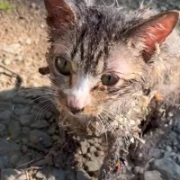 『悲鳴を上げている子猫』の元へと駆けつけた結果…衝撃の光景と『思わず泣ける瞬間』が77万再生「心からありがとう」「涙がでる」