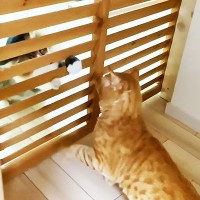 仲が悪い2匹の猫を『今日こそは…』と対面させら…まさかの『空中戦』が7.9万再生「いずれ扉を破壊しそうｗ」「早く仲良くなれたらいいね」