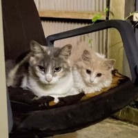 『2度にわたって子猫を置いていった母猫』をようやく保護…約半年後の『変化』が泣けると38万再生「素晴らしい」「愛情は伝わるんだね」