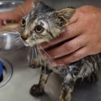 保護した子猫を綺麗に洗った結果…"可愛すぎる光景"に癒されると4万4000再生「きれいになる様子に感動」「見ていて心が温まった」