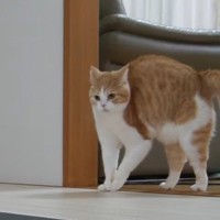 大好きなママが仕事の準備をしていたら、猫が…可愛すぎる『予想外の行動』に笑顔になる人続出「めっちゃ癒された」「笑った」