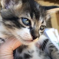 『生後１ヶ月の子猫』が、５匹の猫たちが暮らす家へやってきた結果…６ヶ月間の記録の末『凛々しくなった姿』に感動「どのシーンも愛おしい」