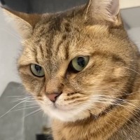 『猫飼いは共感する』焦る瞬間を投稿してみたら……→「もう共感しまくり」「わかるわかるｗ」「口の動きで察したｗ」と43万再生の反響