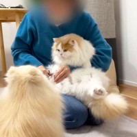 猫を抱き上げて『爪切り』していたら、犬が勘違いして…悶絶必須の尊すぎる姿が12万再生「キレてもただ可愛いw」「優しい世界」の声