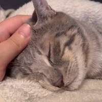 去勢手術を終えた保護猫→深夜になると…ドタバタすぎる『ハプニングが続出する光景』に８万再生の反響「玉探しが切ないｗ」「ママは偉大」