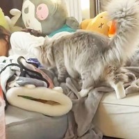 6歳の娘が寝てたら『長毛猫』が上に乗って…まさかの大胆すぎる光景に「お姉ちゃんどんな夢見てるのかな…ｗ」「鎮座してて笑うｗ」の声