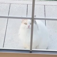 大雪のなか庭にでて堪能していた猫→窓を閉めたら…可愛すぎる『リアクション』が7万再生「顔がマジだｗ」「必死でかわいいｗ」の声