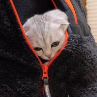 寒い日に赤ちゃん猫を『服の中』に入れてみた結果…もん絶不可避の『可愛すぎる反応』に癒される人続出「カンガルーみたい」「幸せそう」