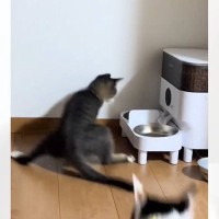 自動給餌器のごはんが出てきた瞬間、猫が…笑わずにはいられない『衝撃の光景』が77万再生「先読みしてて笑った」「ドリフトかましてるｗｗ」
