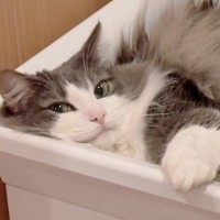 お風呂からでたら、洗面台の上に猫が……予想外の『お出迎え姿』が可愛すぎると50万表示「むふんて顔してるねｗ」「かわいさが溢れてる」